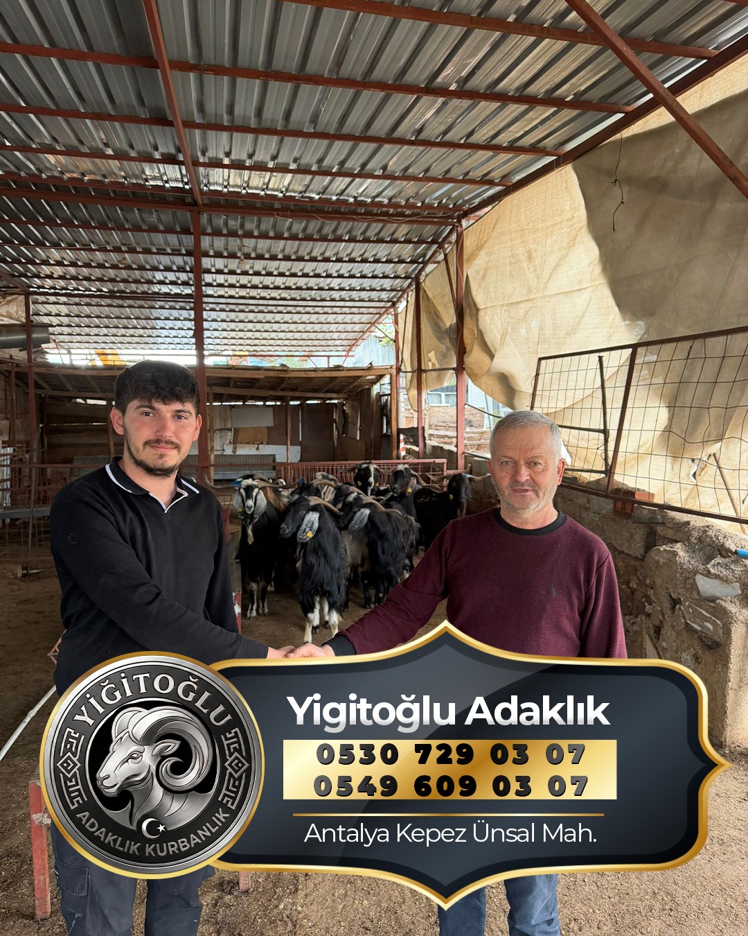 Yigitoglu Adaklik isletmesinde hayvanlar ve musteri goruntusu
