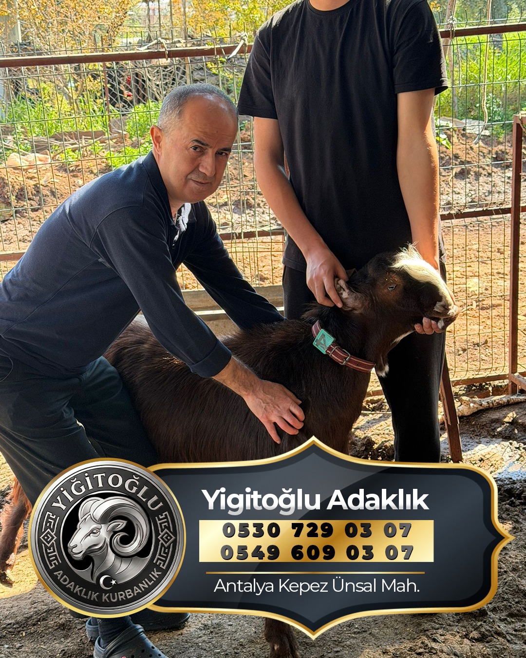 Yigitoglu Adaklikta buyuk adaklik hayvan goruntusu