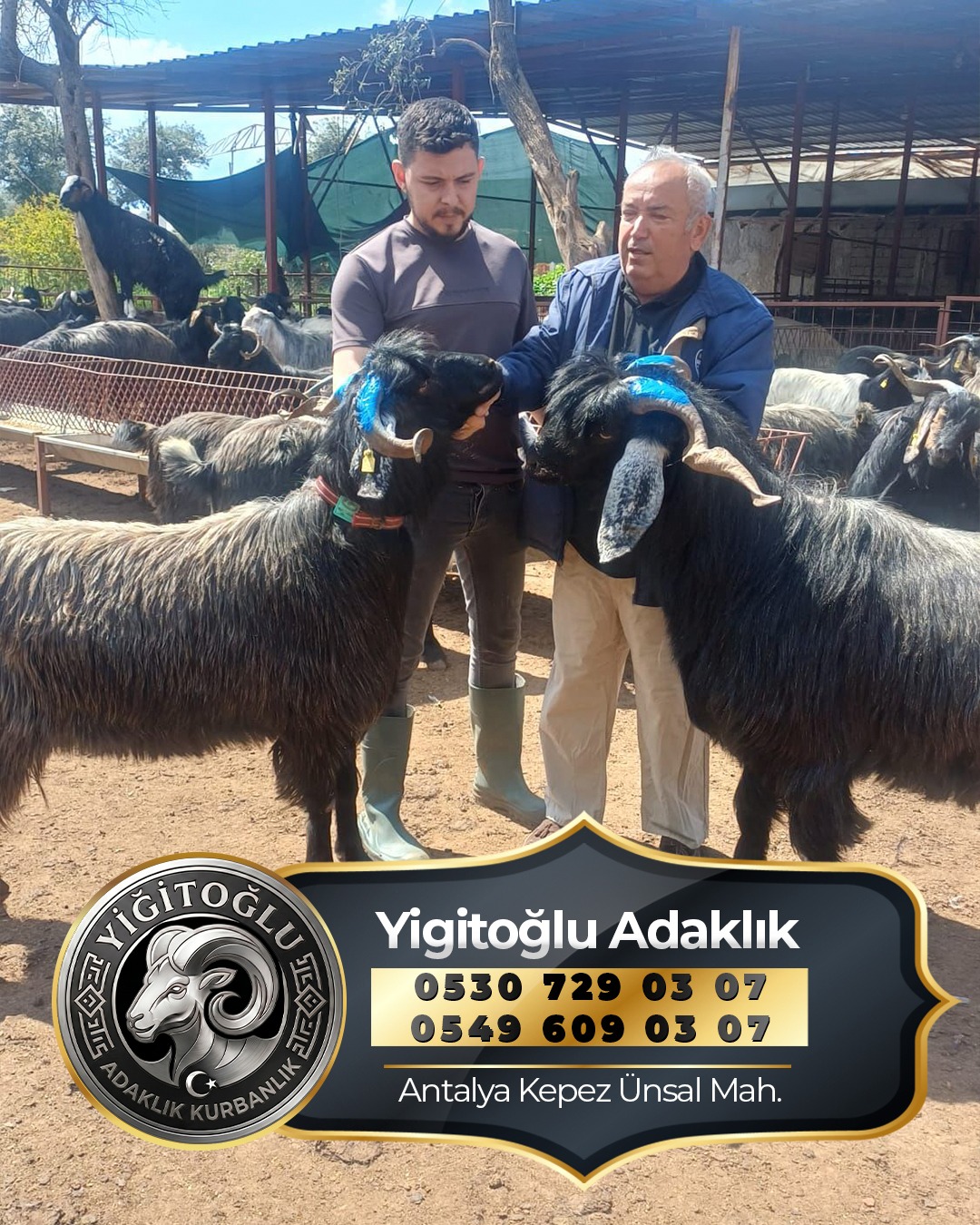 Yigitoglu Adaklikta iki kurbanlik hayvan