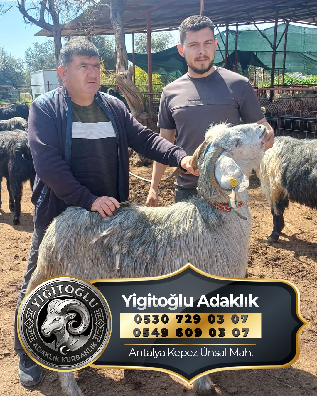 Secilen adaklik hayvanla musteri goruntusu